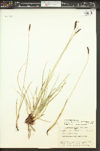 Carex scirpoidea subsp. stenochlaena image