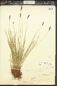 Carex scirpoidea subsp. stenochlaena image