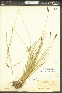 Carex scirpoidea subsp. stenochlaena image