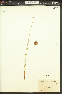 Carex scirpoidea subsp. scirpoidea image