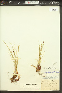 Carex scirpoidea subsp. scirpoidea image