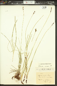 Carex scirpoidea subsp. scirpoidea image