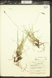 Carex scirpoidea image