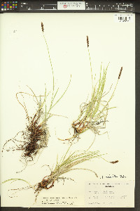 Carex scirpoidea image