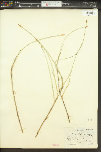 Carex chordorrhiza image