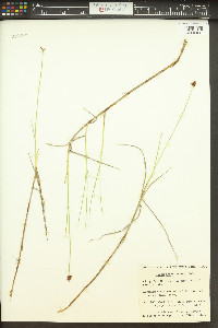 Carex chordorrhiza image