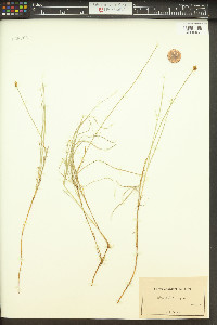 Carex chordorrhiza image