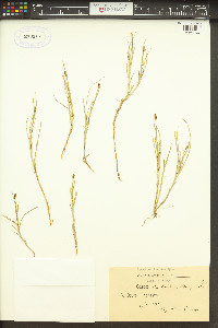 Carex chordorrhiza image