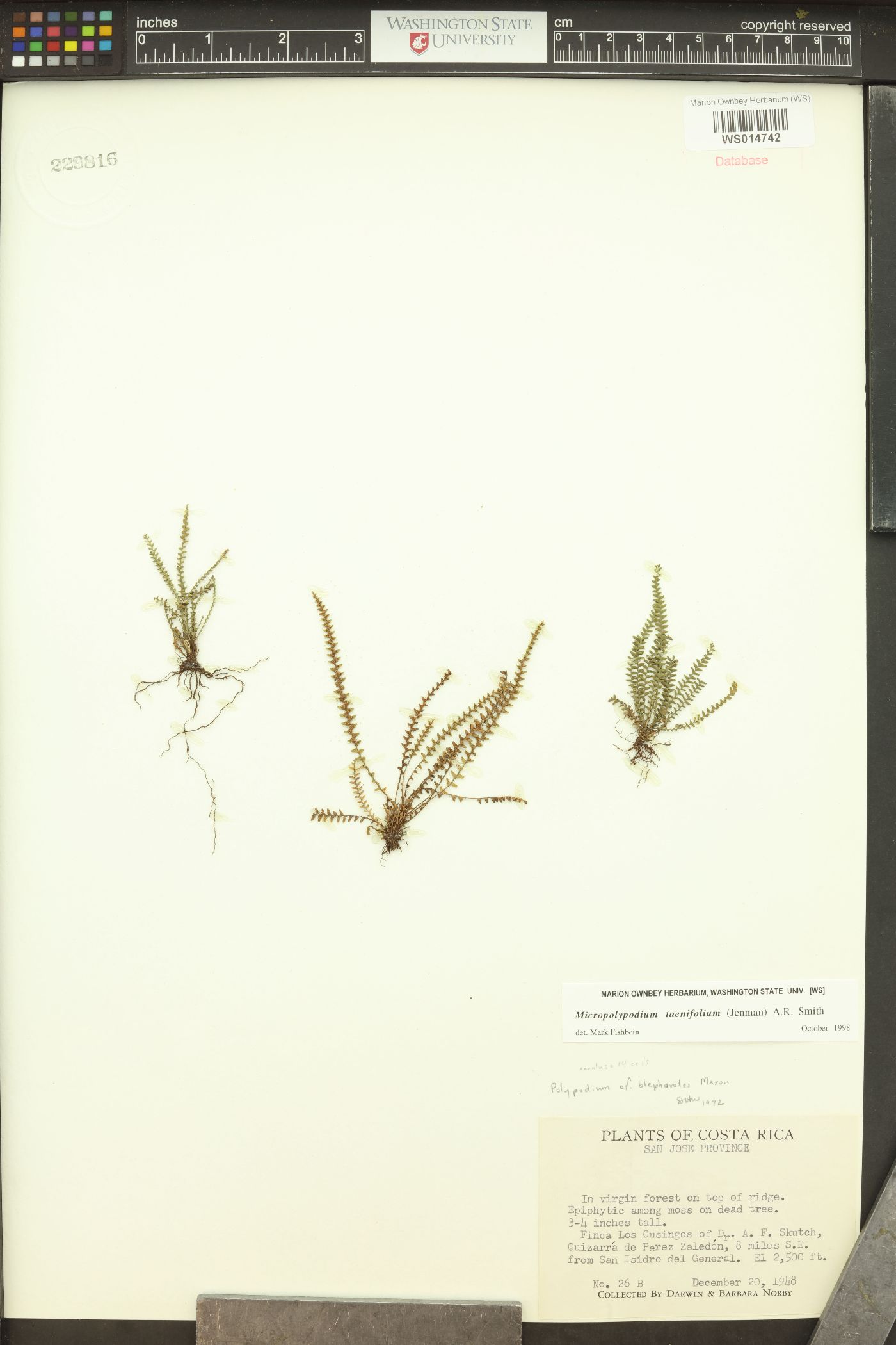 Micropolypodium taenifolium image