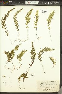 Hymenophyllum hirtellum image