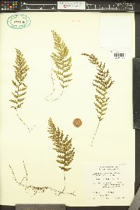 Hymenophyllum poolii image