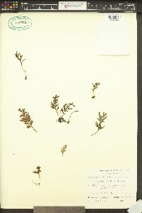 Hymenophyllum badium image