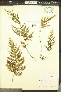 Hymenophyllum scabrum image