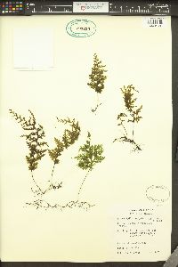 Hymenophyllum sanguinolentum image