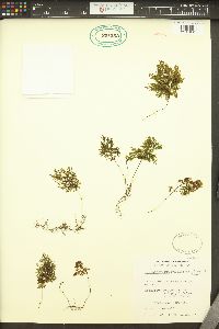 Hymenophyllum multifidum image