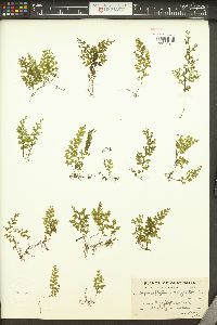 Hymenophyllum polyanthos image