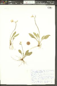 Dodecatheon pulchellum var. cusickii image