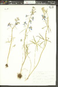 Delphinium nuttallianum image