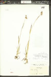 Luzula cascadensis image