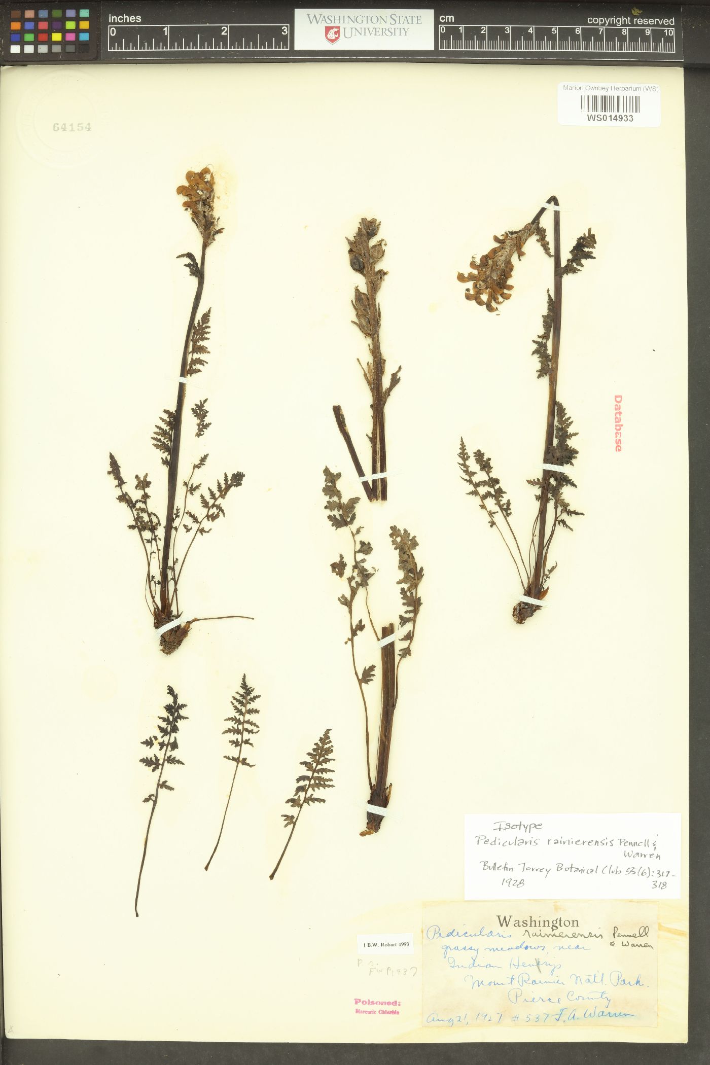 Pedicularis rainierensis image