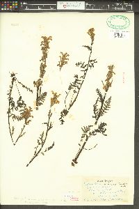 Pedicularis rainierensis image