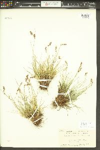 Luzula spicata image