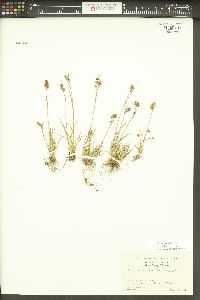 Luzula spicata image