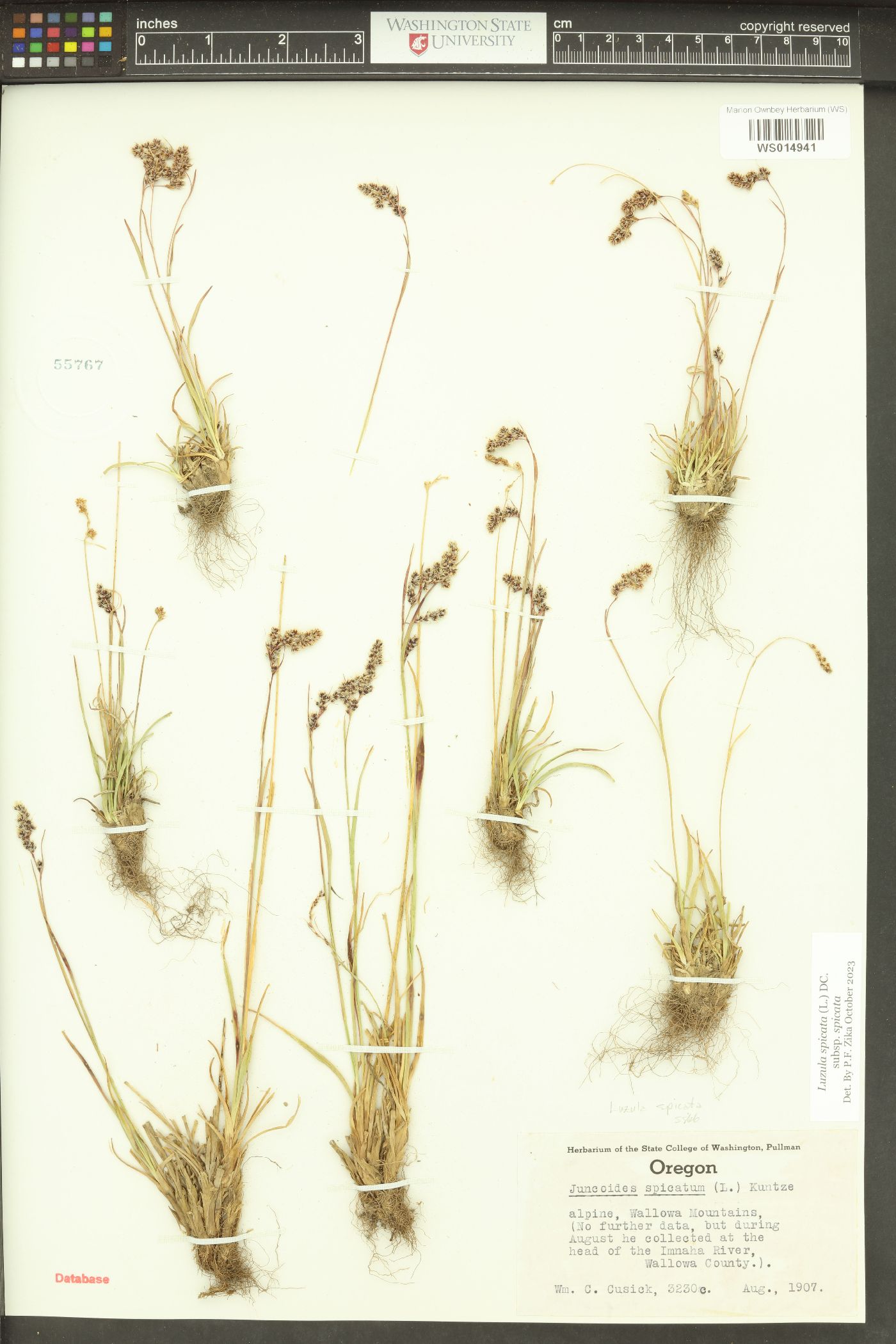 Luzula spicata subsp. spicata image