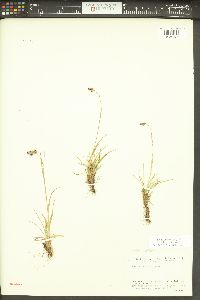 Luzula spicata image