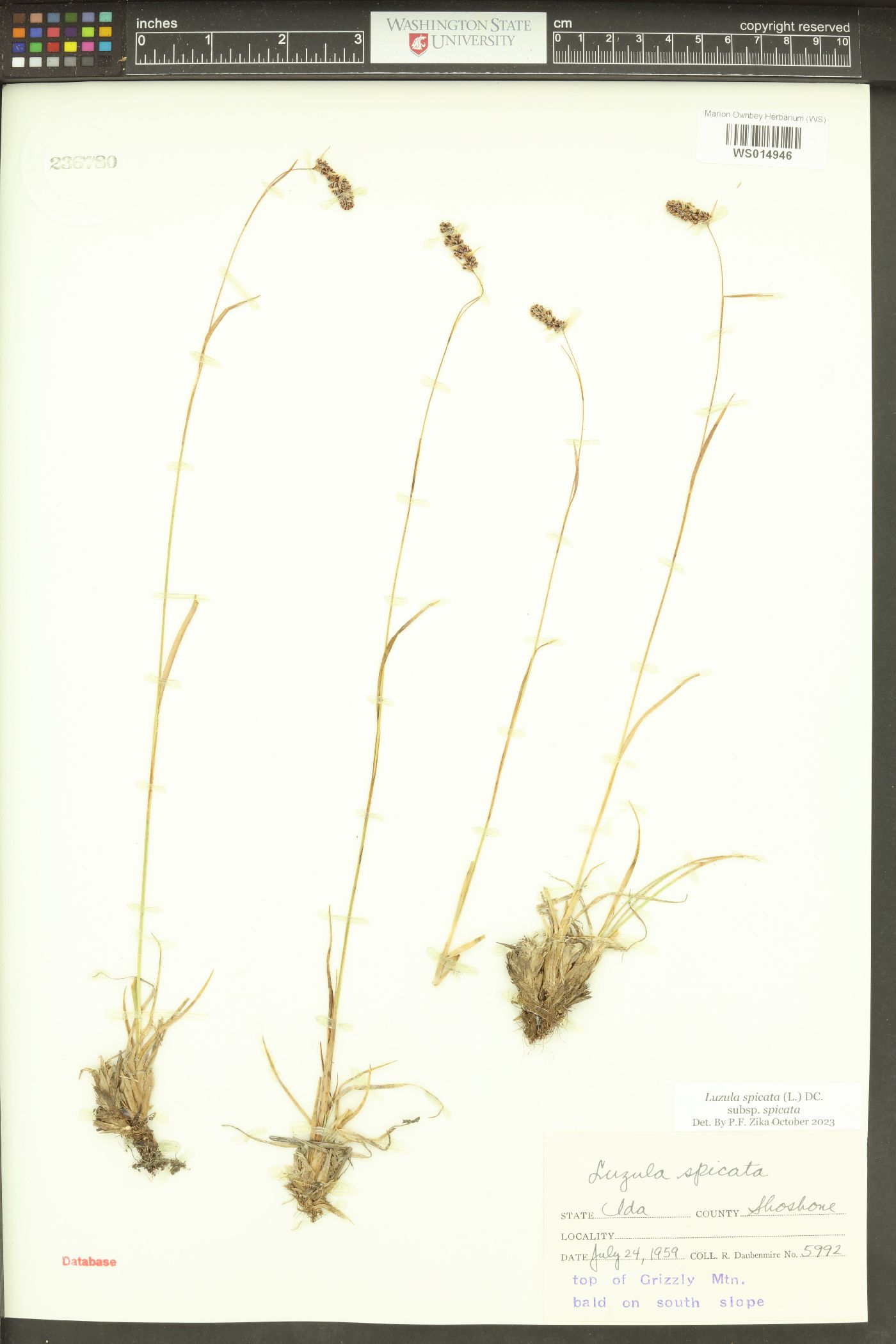 Luzula spicata subsp. spicata image