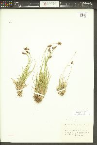 Luzula spicata image