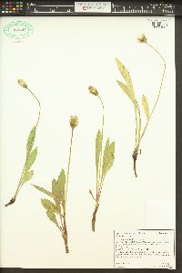 Agoseris glauca image