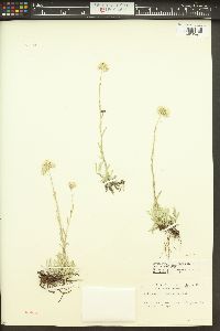 Antennaria corymbosa image