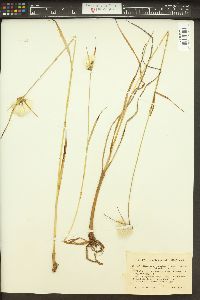 Eriophorum viridicarinatum image