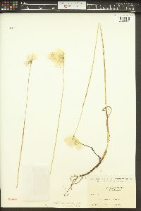 Eriophorum viridicarinatum image