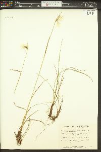 Eriophorum viridicarinatum image