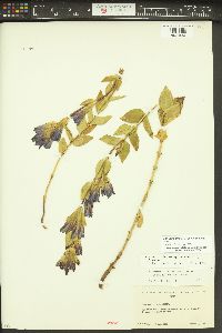 Gentiana affinis image