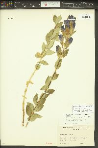 Gentiana affinis image