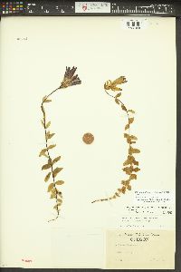 Gentiana affinis image