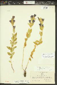 Gentiana affinis image