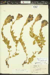 Gentiana affinis image