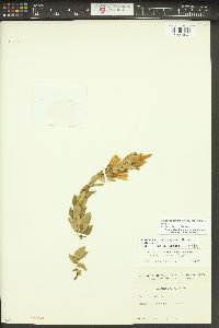 Gentiana affinis image