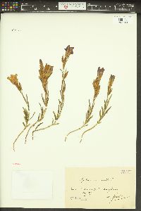 Gentiana pneumonanthe image