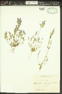 Gentiana propinqua image