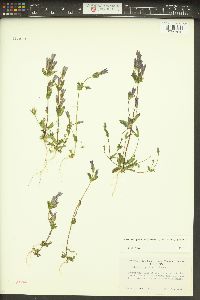 Gentiana propinqua subsp. propinqua image