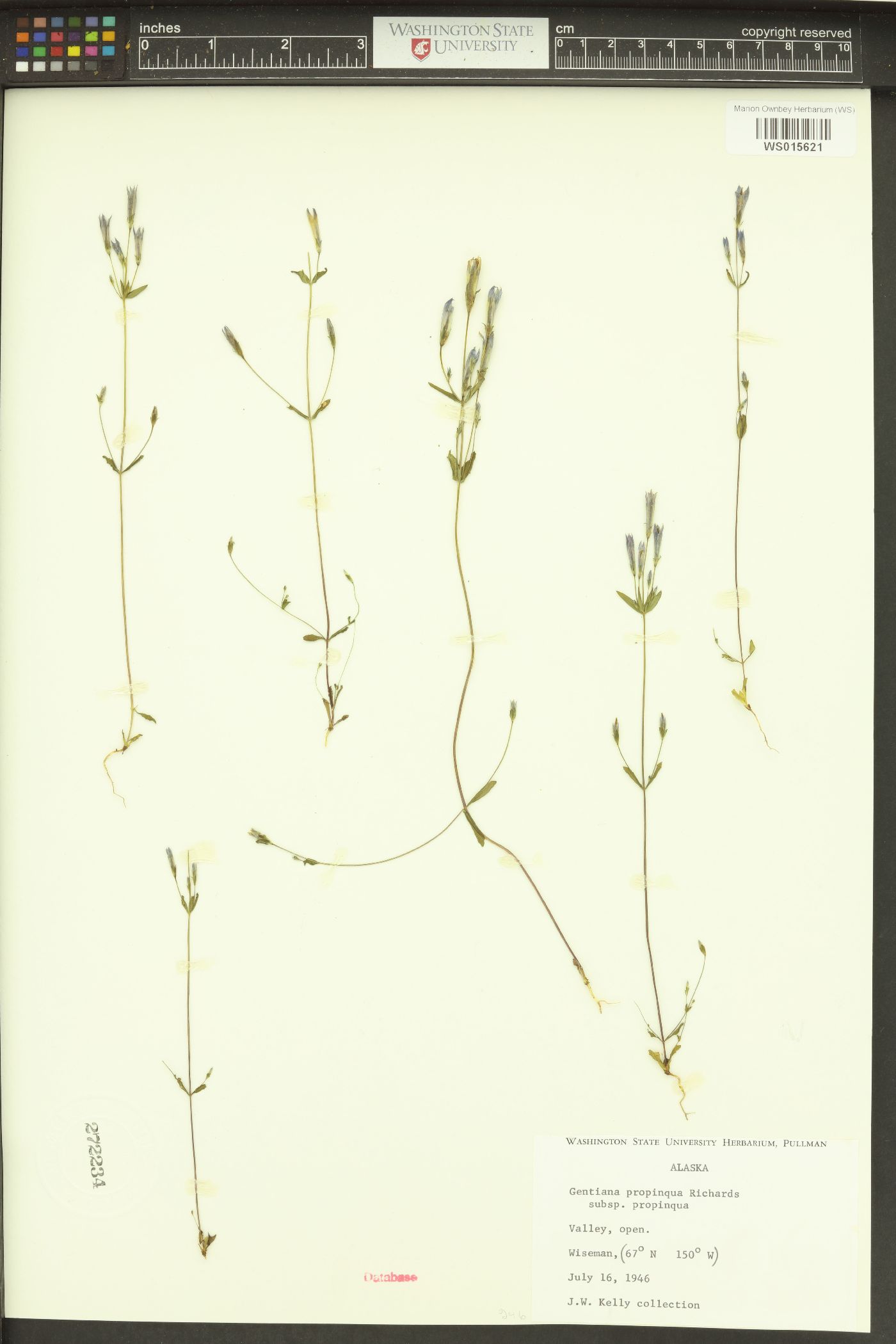Gentiana propinqua subsp. propinqua image