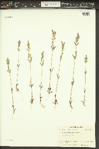 Gentianella propinqua image