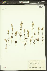 Gentianella propinqua image