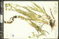 Frasera albicaulis image