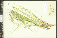 Carex atlantica subsp. atlantica image